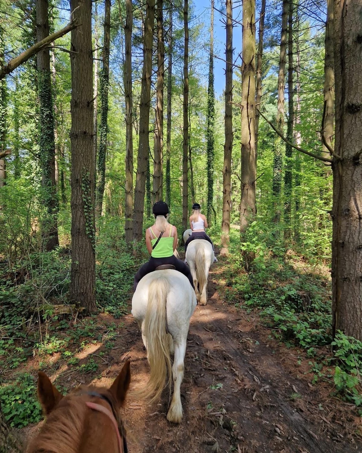 Ranch Terra Horse Riding - photo 5