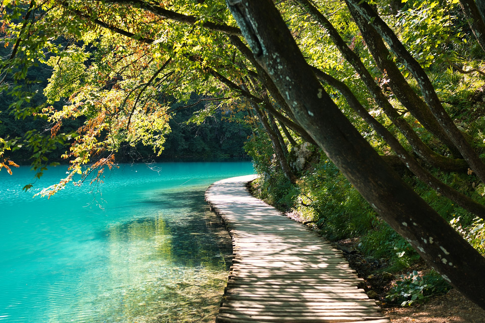 Wooden walkway beside turquoise water in forest at Plitvice Lakes