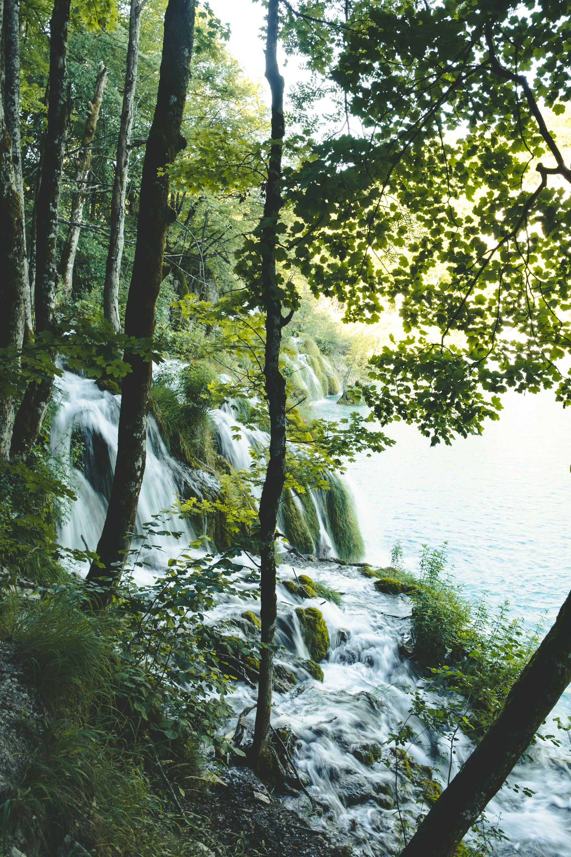 Green-leafed plants near body of water at Plitvice Lakes during summer