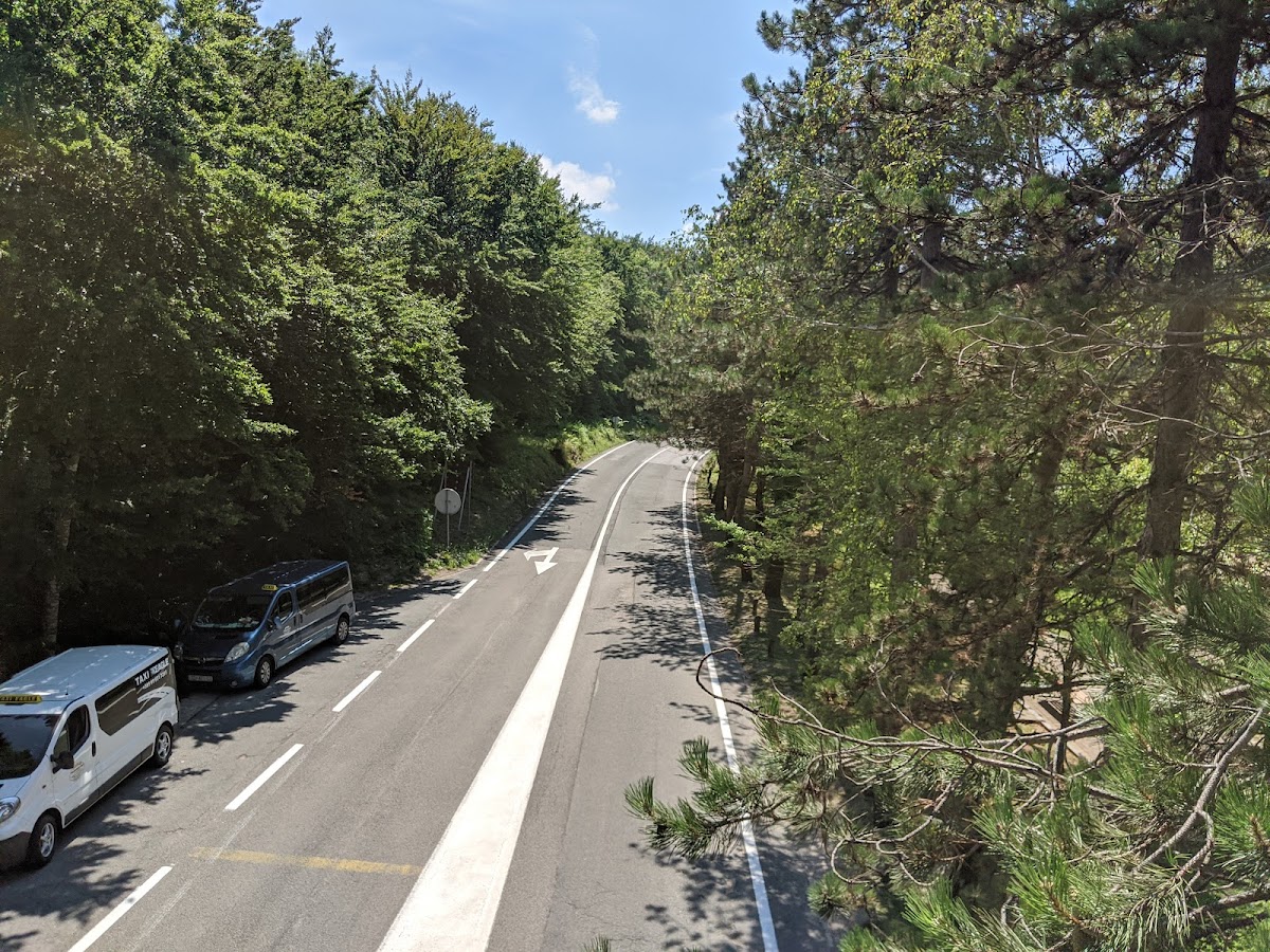 Forest floor with mushrooms and rich biodiversity